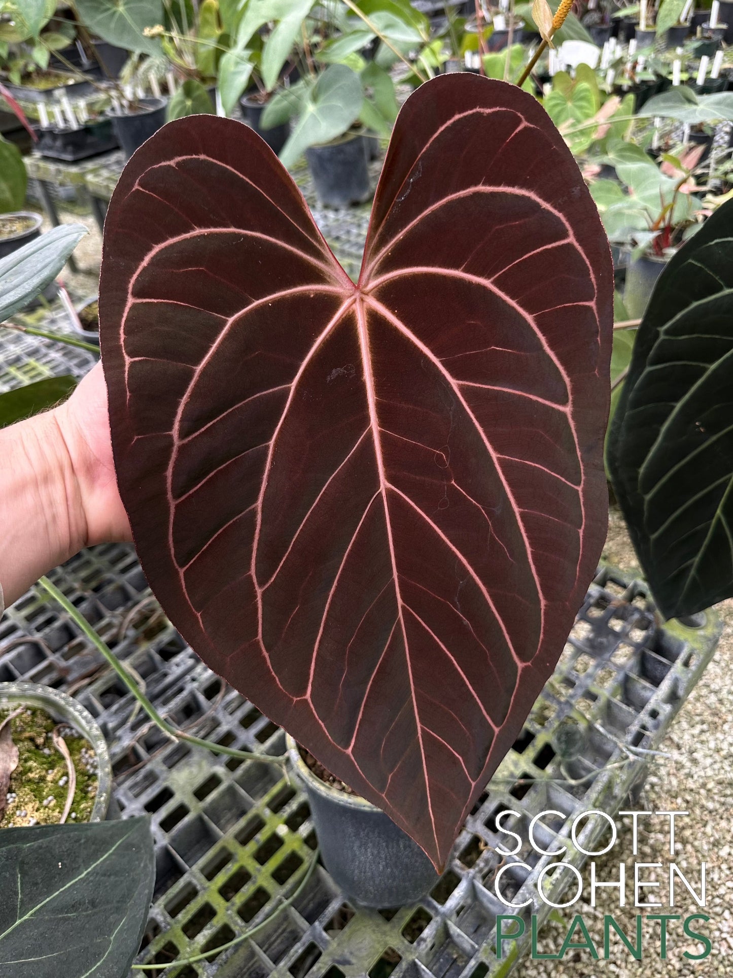 Anthurium Carlablackiae x ace of spades