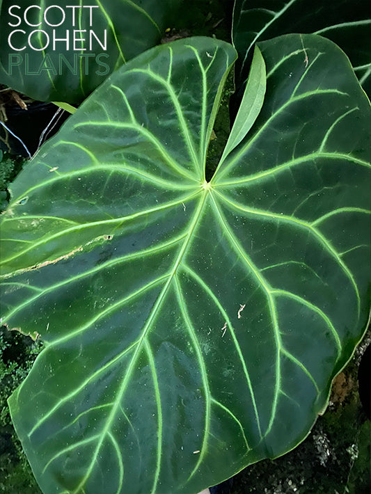 Anthurium Magnificum Norte