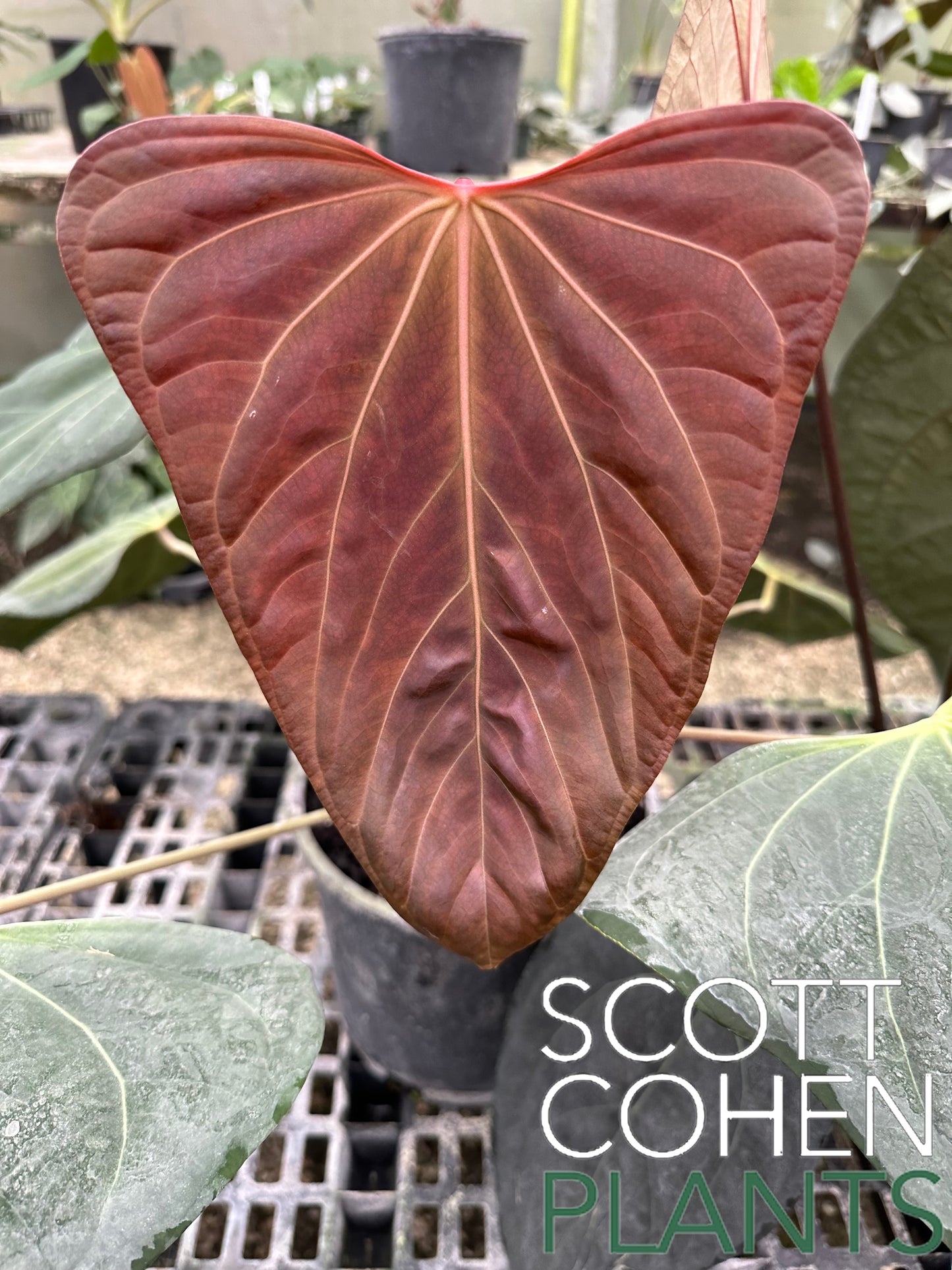 Anthurium Portillae “Dorito” from seed